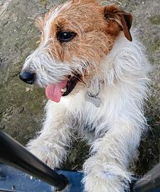 Jack Russel maschio