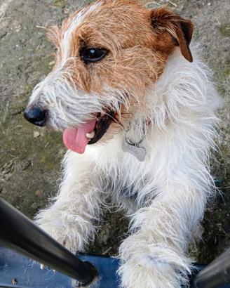 Jack Russel maschio