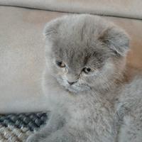 Cuccioli scottish fold