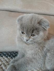 Cuccioli scottish fold
