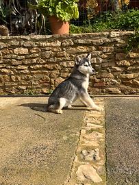 Cucciola Husky