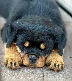 Rottweiler