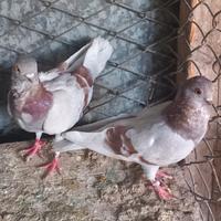 Colombe cravattato italiano