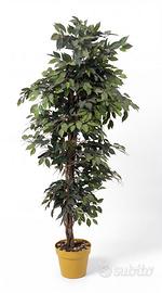 Ficus artificiale grande in vaso 2m