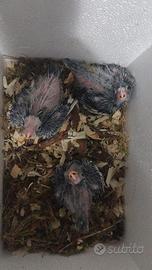 Pulli di calopsite faccia bianca