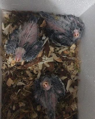 Pulli di calopsite faccia bianca