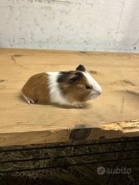 Porcellini d'india/cavie