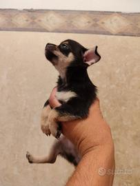 Chihuahua