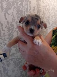 Chihuahua