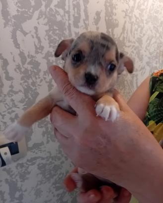 Chihuahua