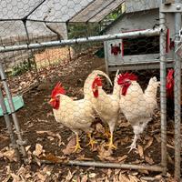 Gallo livornese/ olive egger