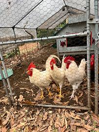 Gallo livornese/ olive egger