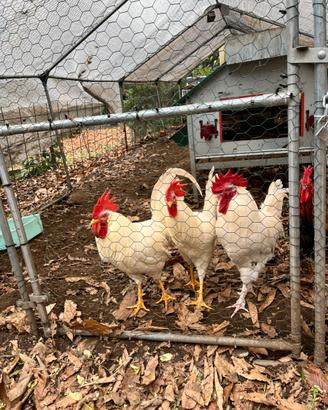 Gallo livornese/ olive egger