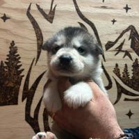 Alaskan Malamute