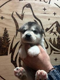 Alaskan Malamute