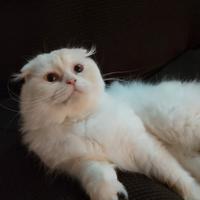 Scottish fold femmina per accoppiamento