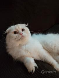 Scottish fold femmina per accoppiamento