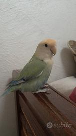 Inseparabili allevato a mano