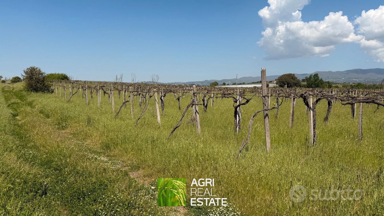 Vigneto di 3 ettari in zona DOC - Altro