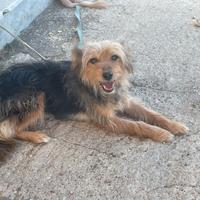 Cagnolina