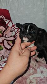 Bulldog francese tigrato maschio