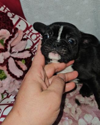 Bulldog francese tigrato maschio