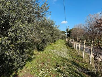 Terreno uliveto località Castellone - Cori (LT)