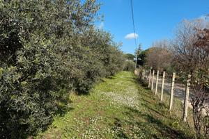 Terreno uliveto località Castellone - Cori (LT)