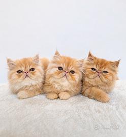 Cuccioli di Gatto Persiano