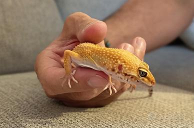 Geco Leopardino + Teca