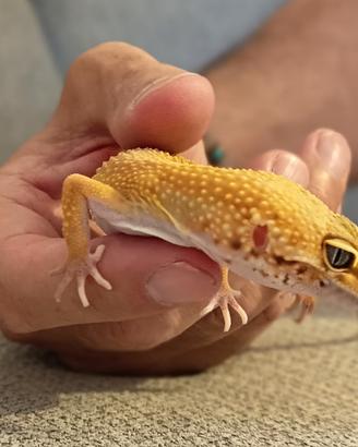 Geco Leopardino + Teca