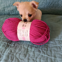 Cucciola chihuahua
