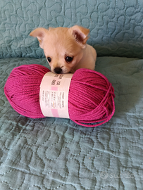 Cucciola chihuahua
