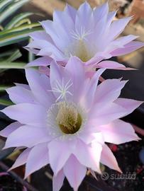 Echinopsis var. Oxygona lotto 1, 2, 3, 4.