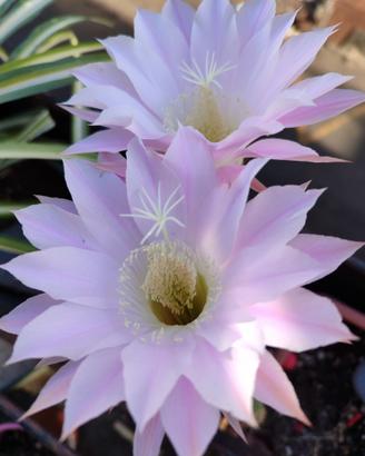Echinopsis var. Oxygona lotto 1, 2, 4.