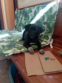 Cuccioli di Epagneul Breton