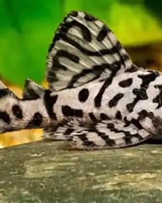 Hypancistrus L236sw