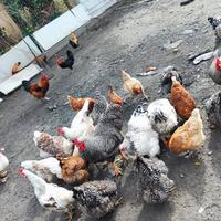 Galline di razza grossa taglia ovaiole