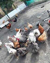 Galline di razza grossa taglia ovaiole