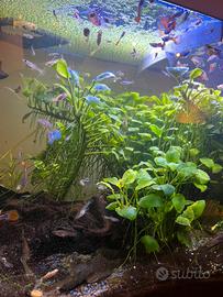 Pesci guppy e piante acquatiche