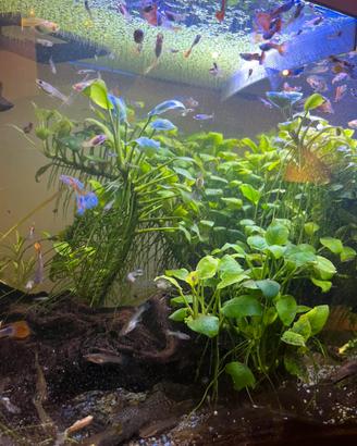 Pesci guppy e piante acquatiche