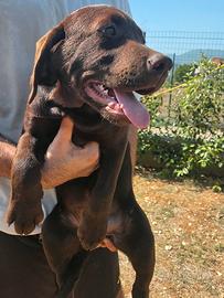Cucciolo Labrador con Pedigree
