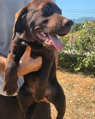 Cucciolo Labrador con Pedigree