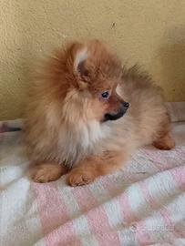 Cuccioli di Spitz nano