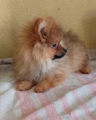 Cuccioli di Spitz nano