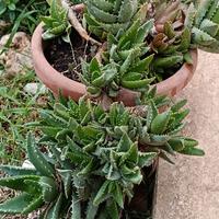 Aloe Ferox grande pianta grassa in vaso