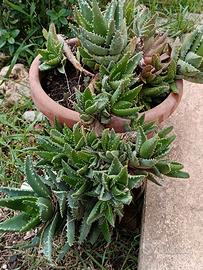 Aloe Ferox grande pianta grassa in vaso
