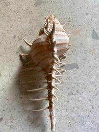 Conchiglia da collezione