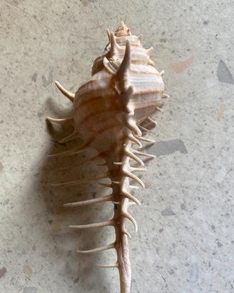 Conchiglia da collezione
