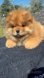 Chow chow femmina rossa